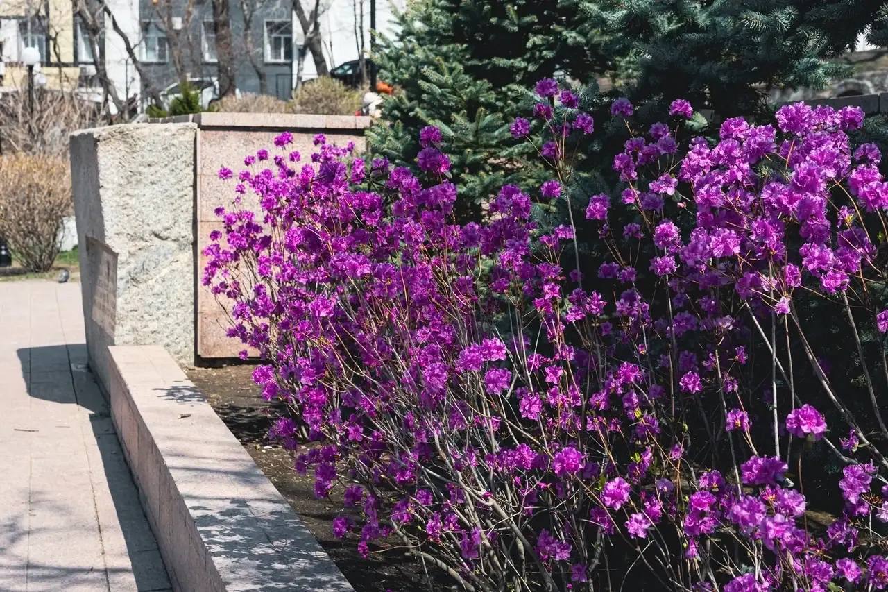 ✅Во Владивостоке началось цветение рододендрона и форзиции