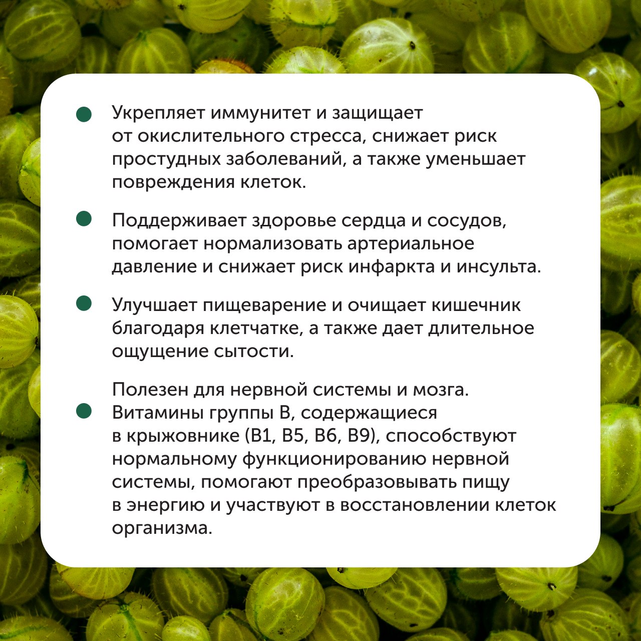 Крыжовник — не просто ягода, а настоящий природный аптекарь 💚

Маленький, зеленый, кисловатый — но какой мощный