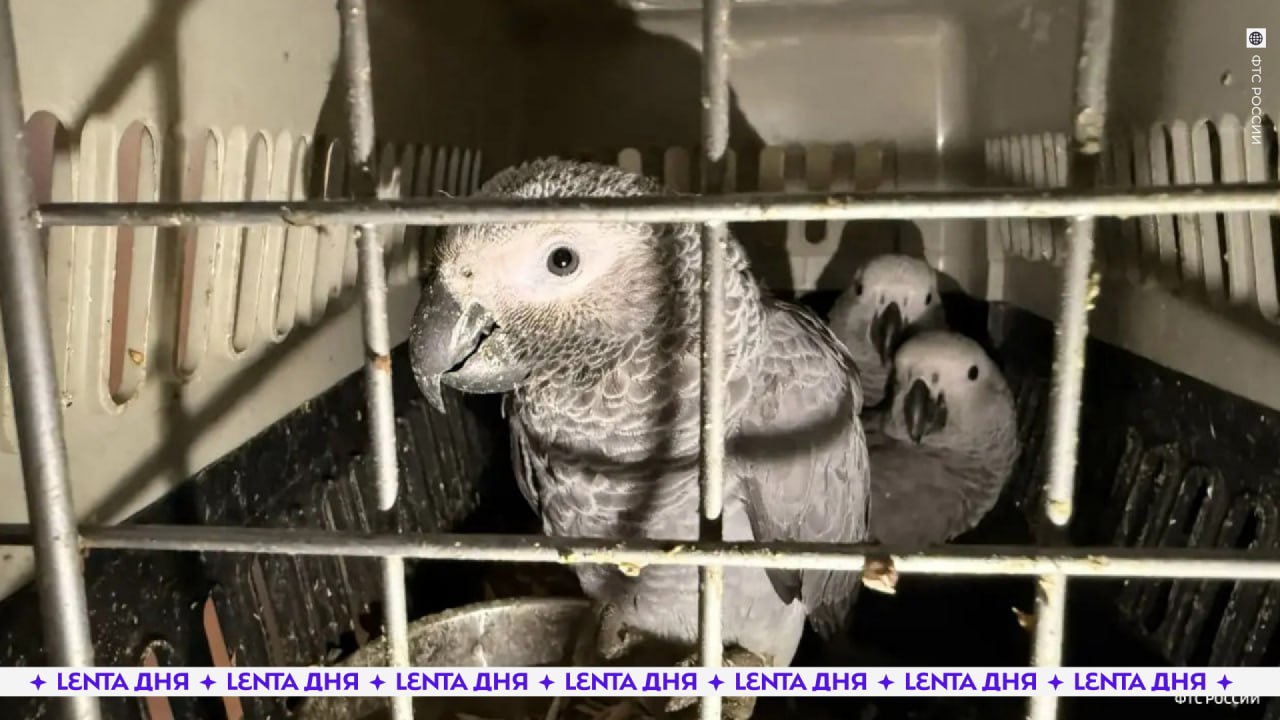🦜 Автобус с экзотическими птицами задержали в России