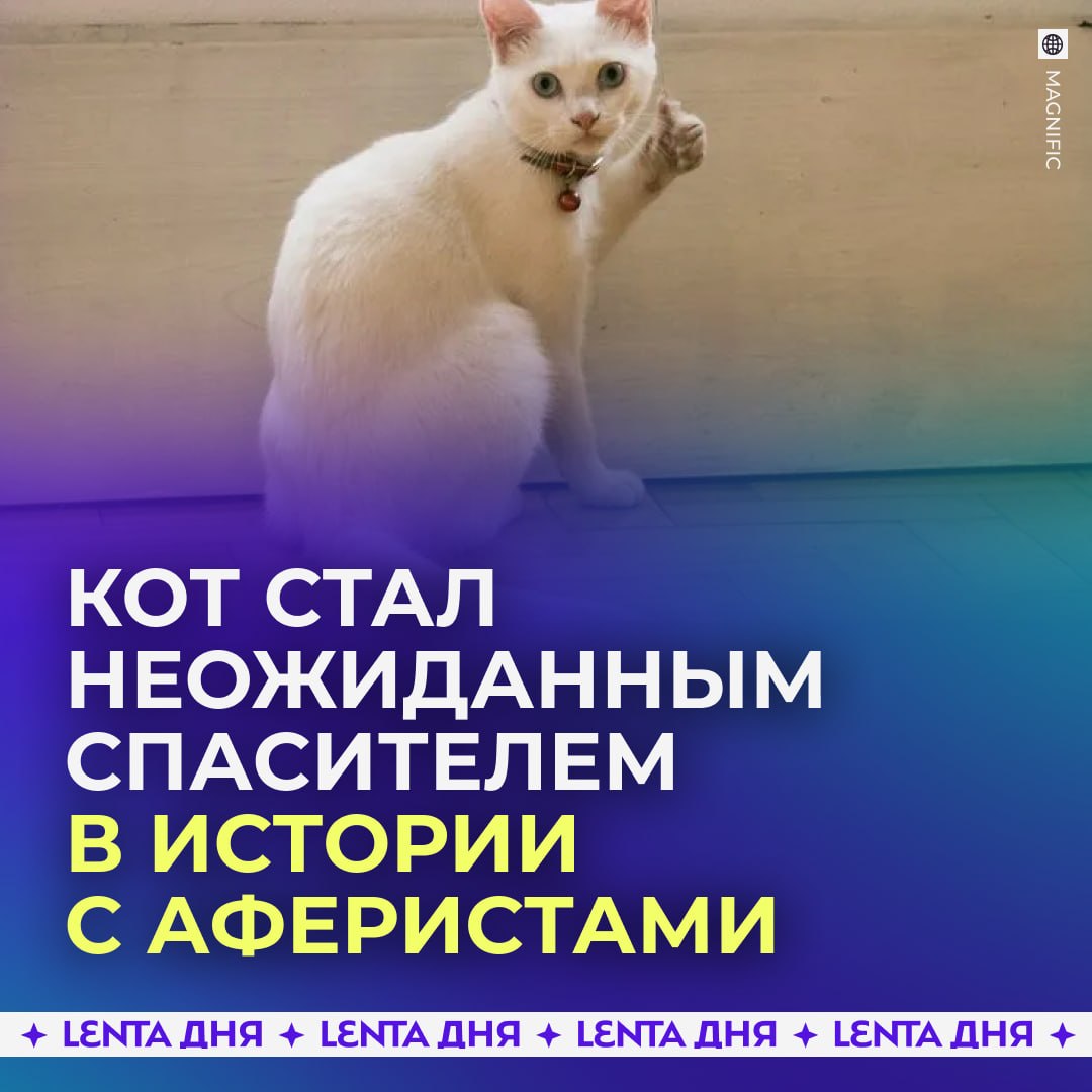 🐱 Кот случайно помог спасти хозяйку от мошенников