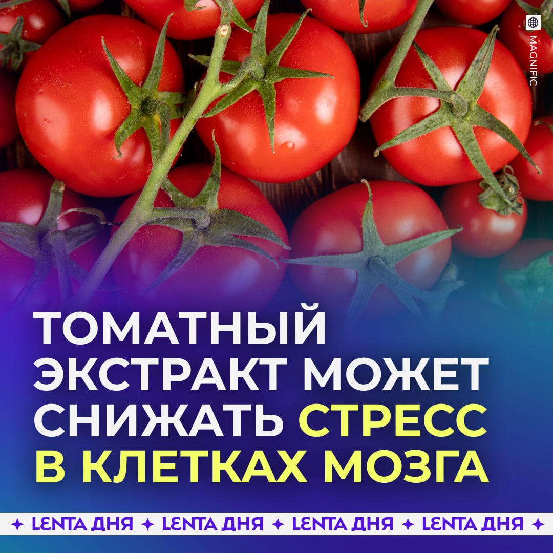 🍅 Томаты могут защитить мозг