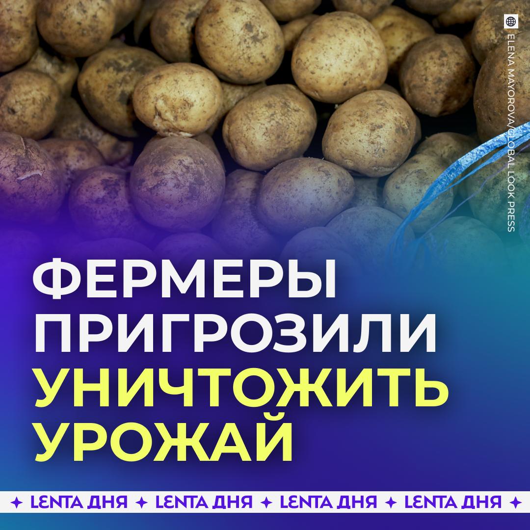 🥔 Российские фермеры пригрозили уничтожить свой картофель