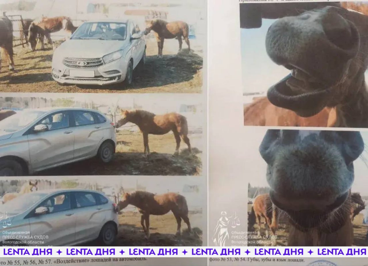 🐴 Россиянин обвинил лошадей в порче машины и остался должен