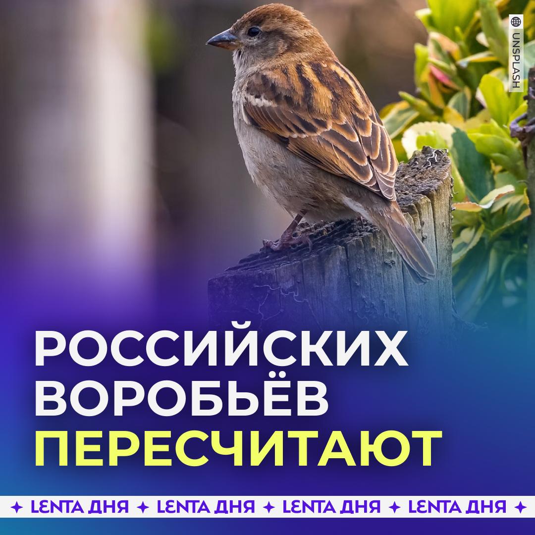 🐦‍⬛ В России пересчитают воробьёв