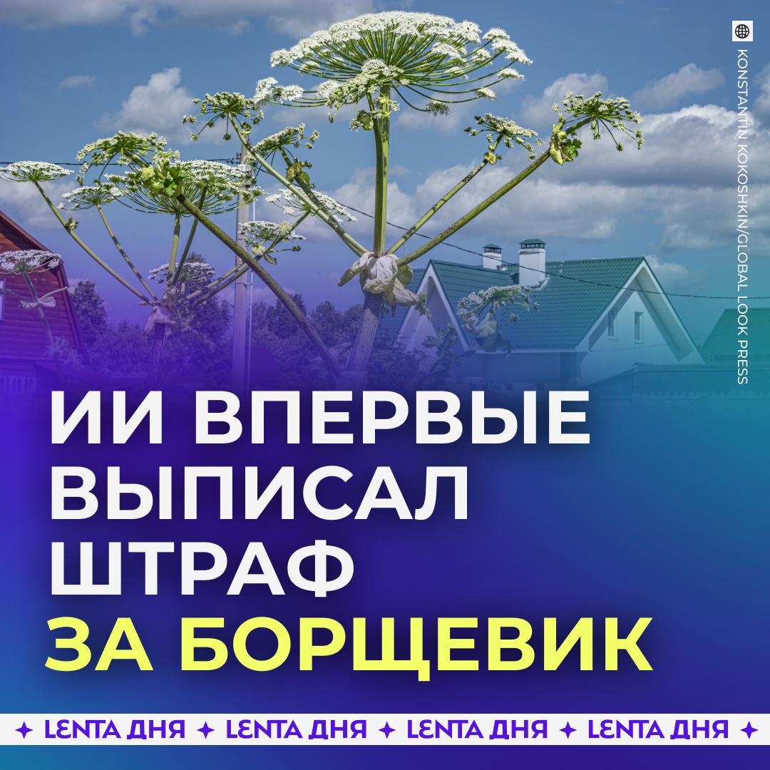 🌱 В России впервые оштрафовали за борщевик