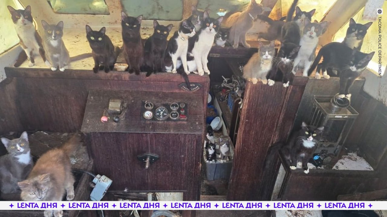 😱 Целую стаю кошек оставили умирать на заброшенной лодке