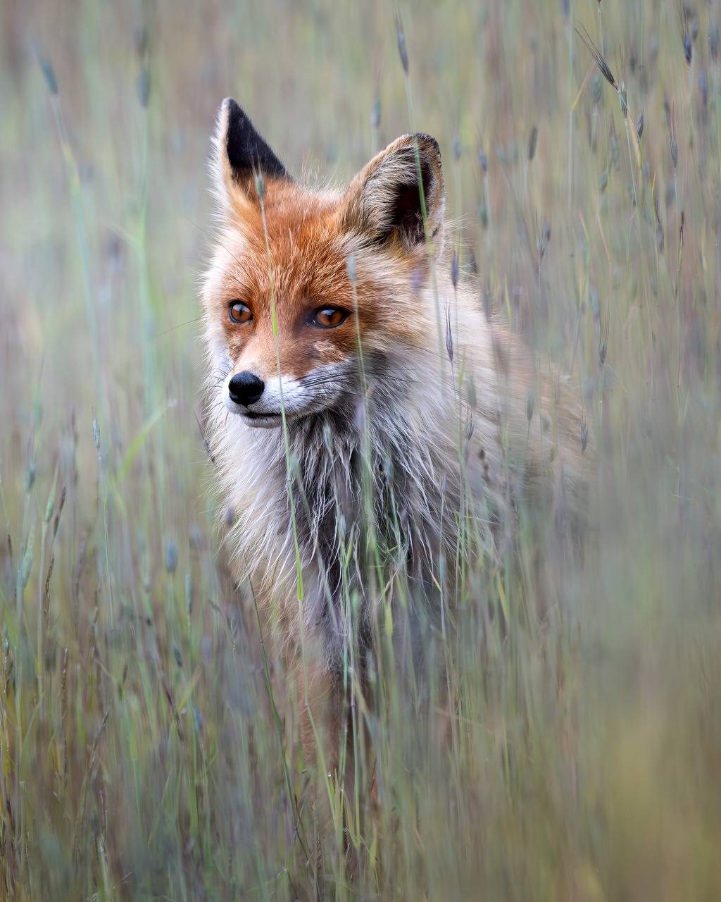 🦊 И снова мы восхищаемся природной маскировкой животных
