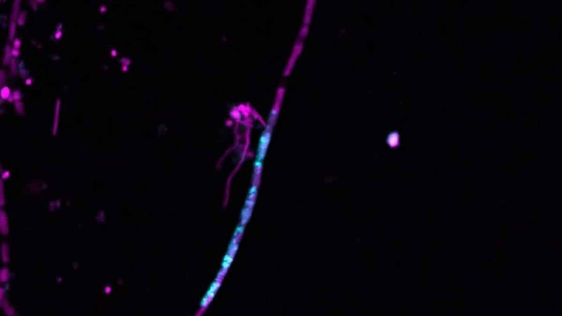 Прыгающий ген впервые поймали за «переездом» между видами

https://naked-science