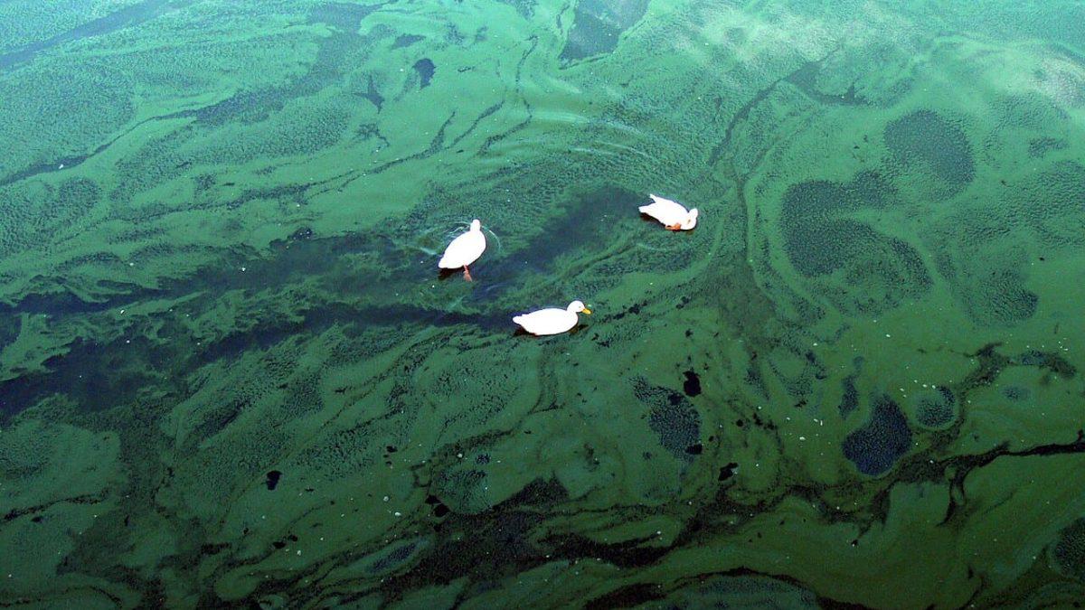 Микробиологи объяснили массовую гибель водорослей по всему миру

https://naked-science