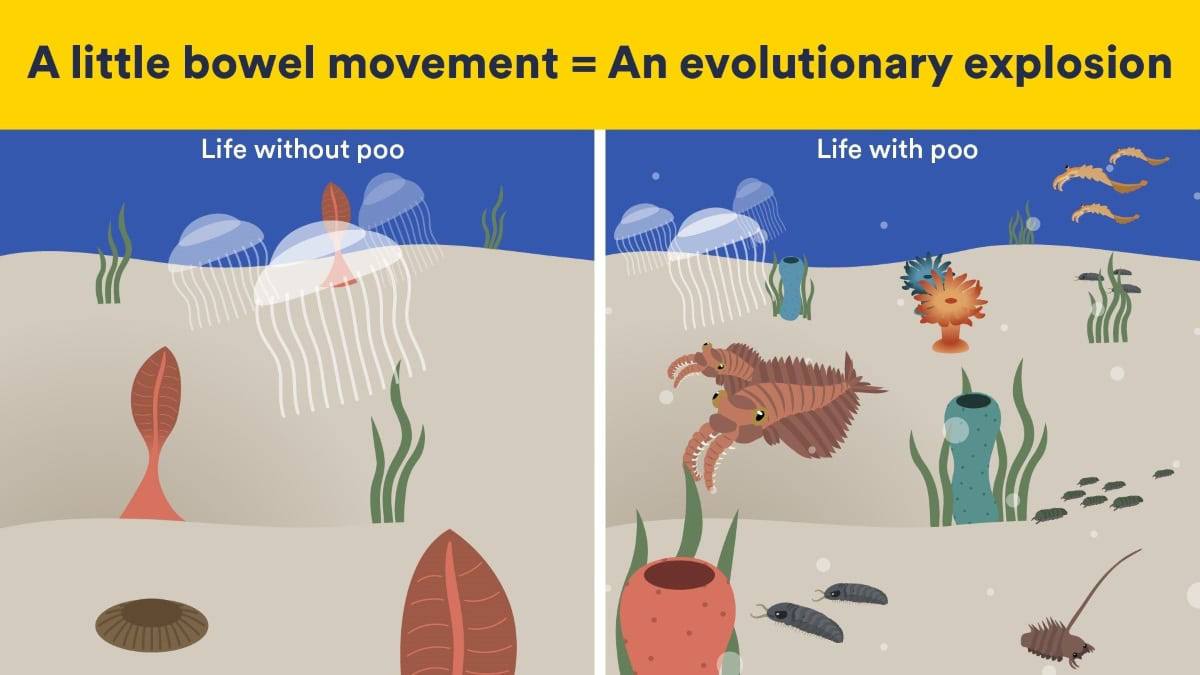 Появление плотных фекалий назвали одной из причин кембрийского взрыва

https://naked-science