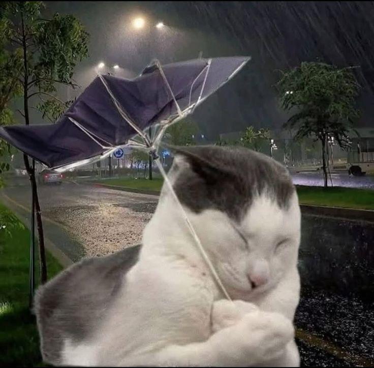 ☔️Оперативные службы края готовятся к непогоде, а мы прыгать по лужам! 

5–6 июня на западе и юге края — сильные и очень сильные дожди