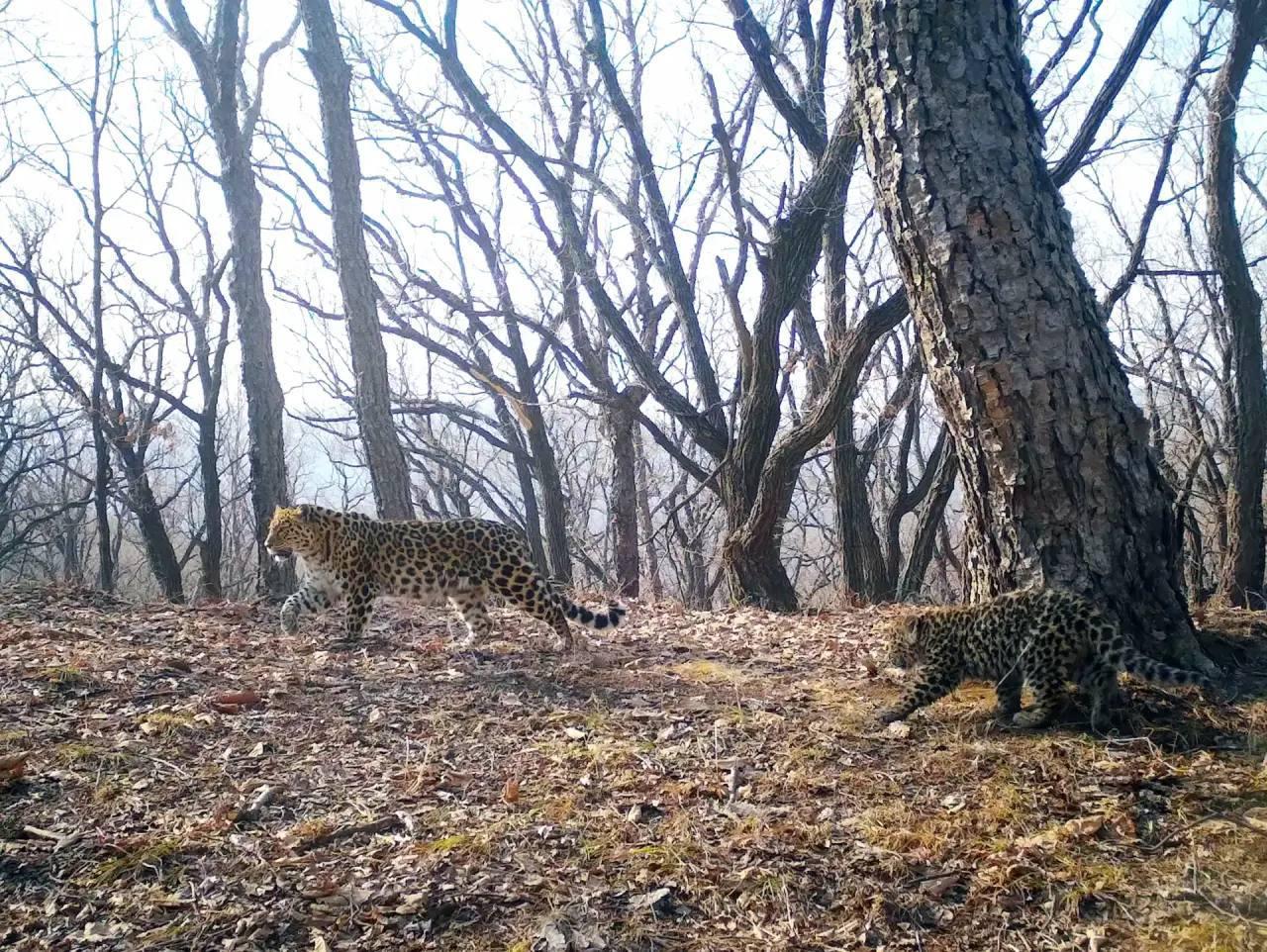🌟Сладкое материнство Сахаринки 

Краснокнижная красавица и её котёнок украсили лимитированную серию упаковок сахара