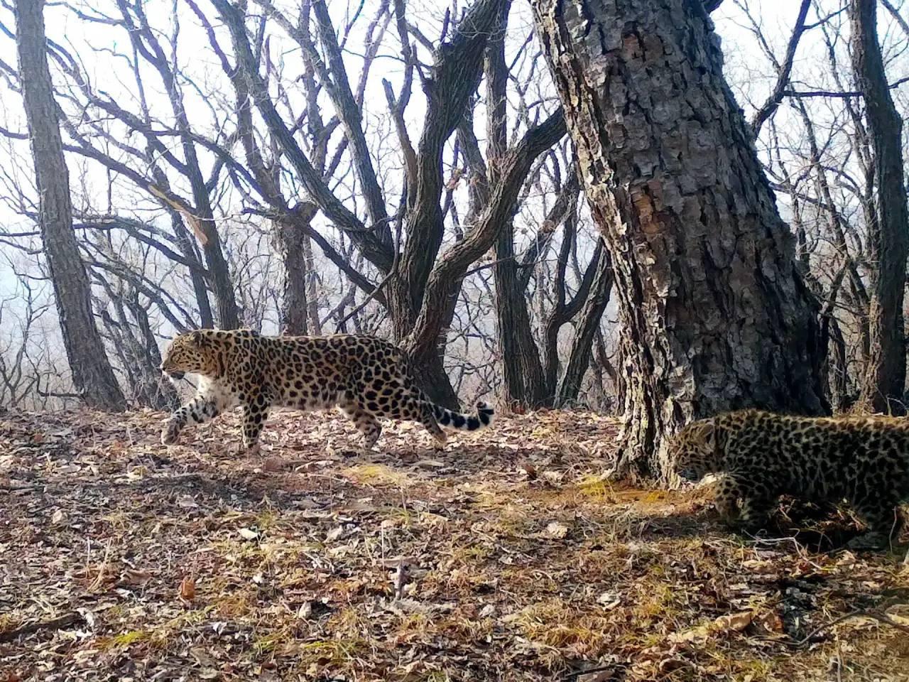 🌟Сладкое материнство Сахаринки 

Краснокнижная красавица и её котёнок украсили лимитированную серию упаковок сахара