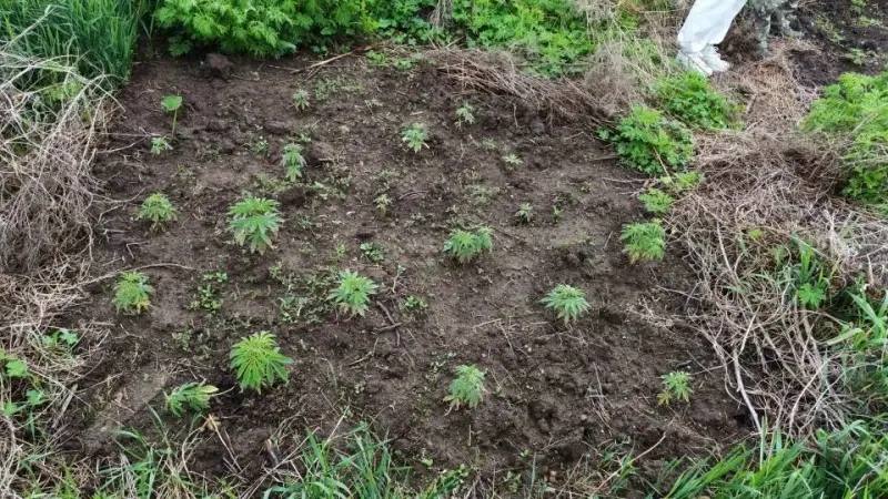 В Приморье полицейские изъяли у жительницы Хорольского округа 109 кустов куль…