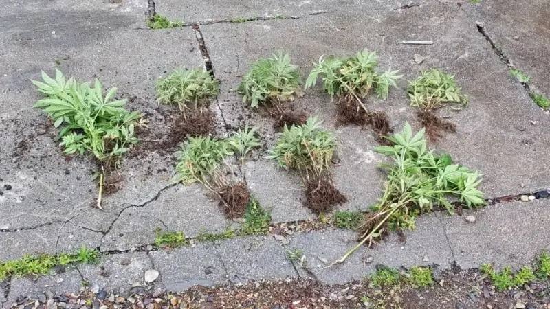 В Приморье полицейские изъяли у жительницы Хорольского округа 109 кустов куль…