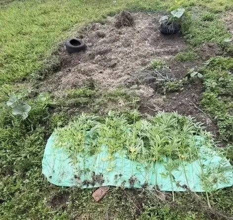 В Анучинском округе Приморского края полицейские уничтожили очаги произрастан…