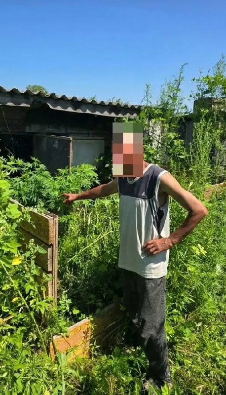 Сотрудники полиции обнаружили и изъяли 1673 куста конопли у жителя Ханкайског…