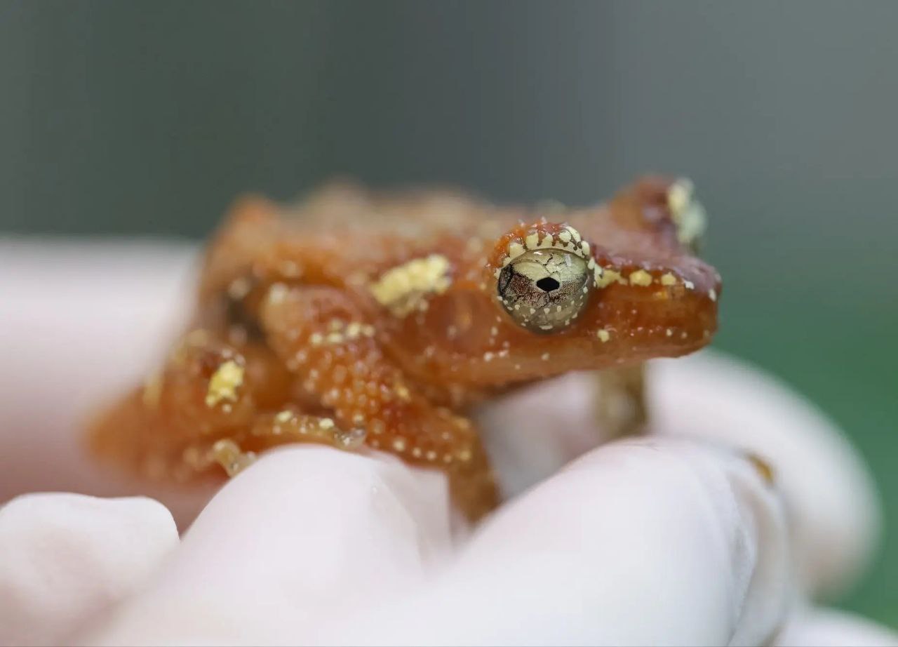 🐸Можно ли прикасаться к лягушкам и жабам?

Помните, как в детстве пугали, чт…