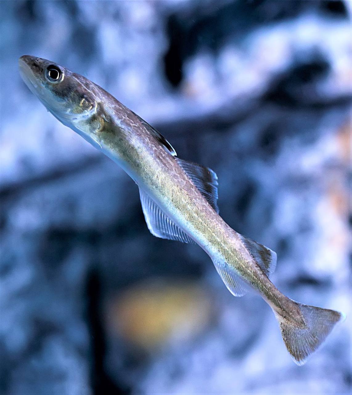 🐟Дальневосточная навага Eleginus gracilis вновь появилась в экспозиции «Берингово и Охотское моря»