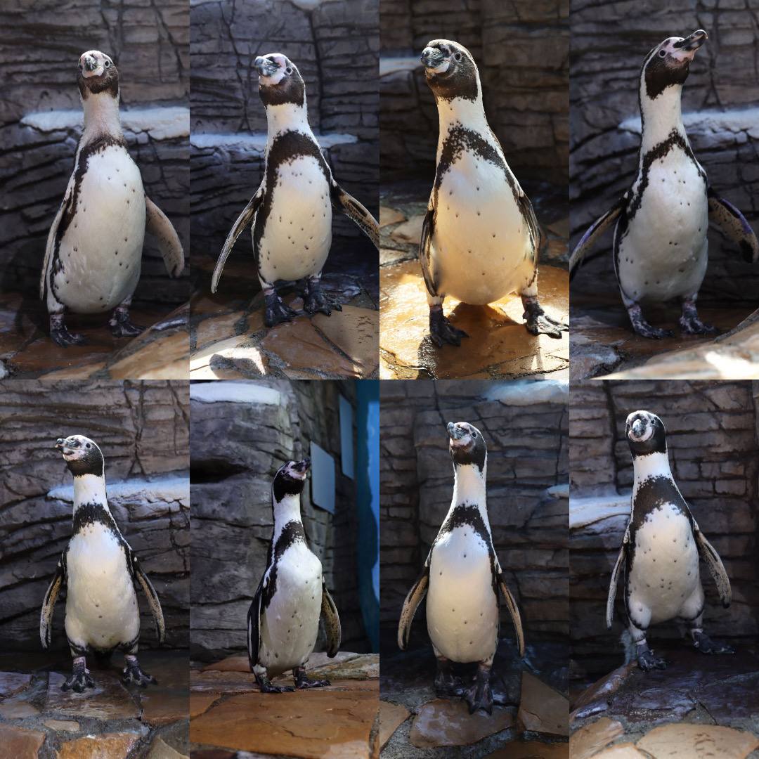 🐧А давайте проведем несерьезную викторину на знание имен и пола пингвинов Гу…
