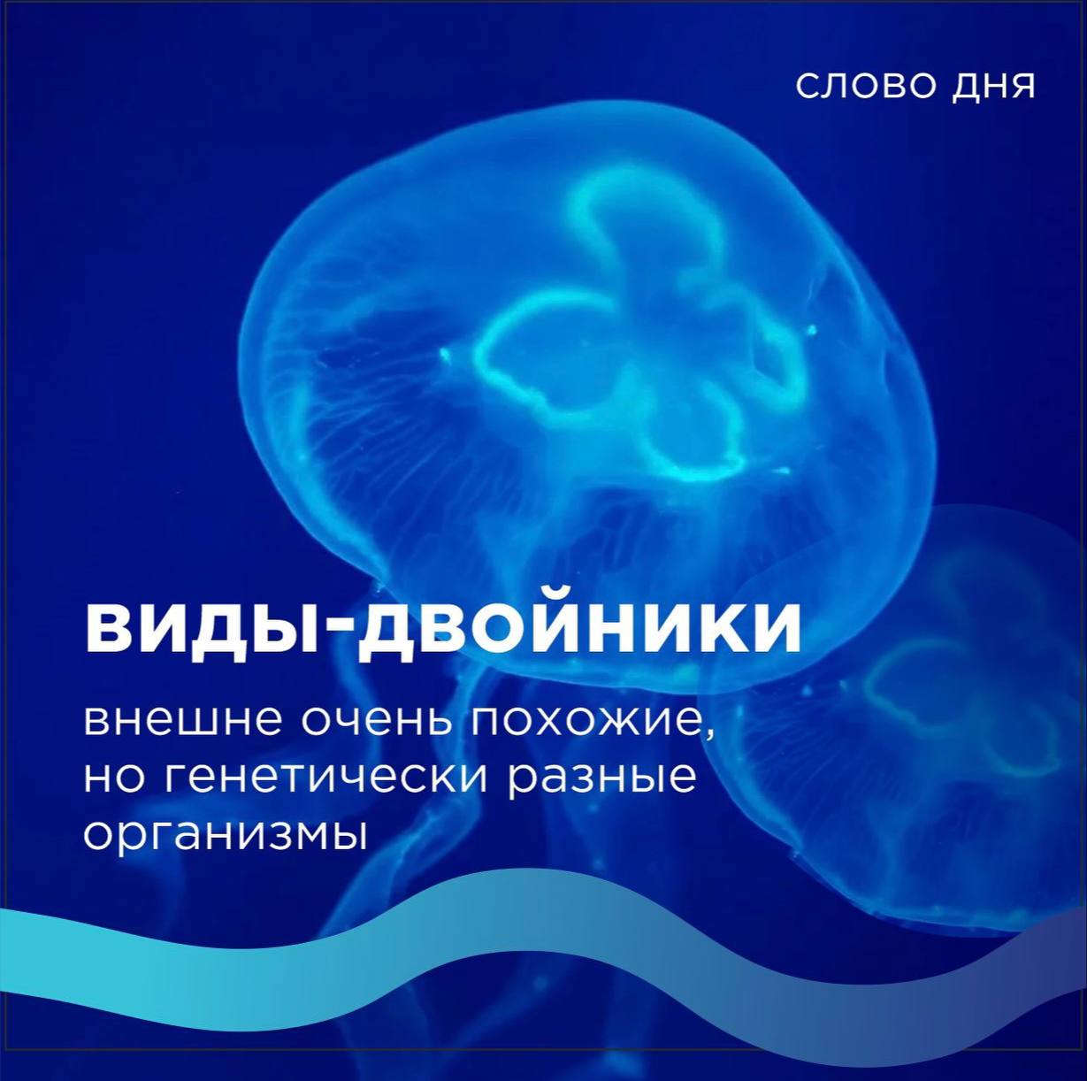 🔬Виды-двойники – это виды живых организмов, которые настолько похожи, что различить из сложно даже биологам