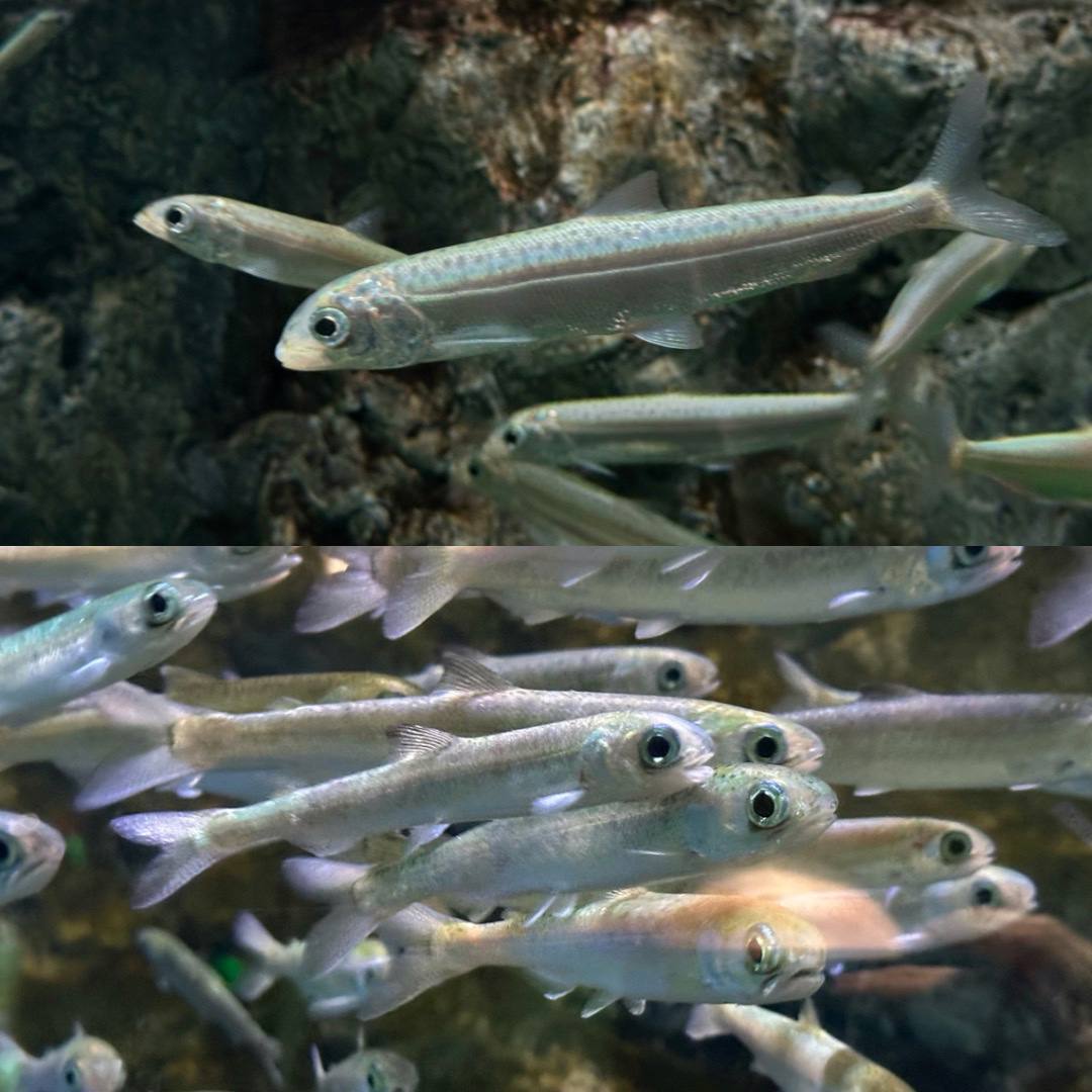 🐟Почти все рыбы из семейства лососевых чем-то похожи