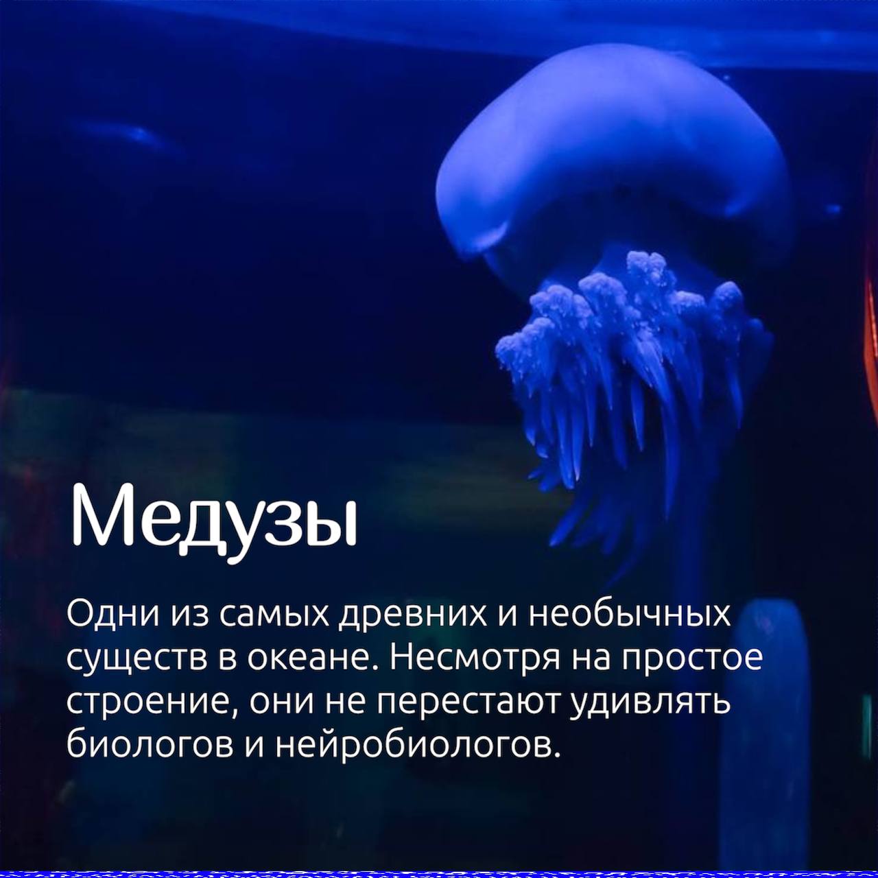 🪼Медузы — одни из самых необычных существ в океане