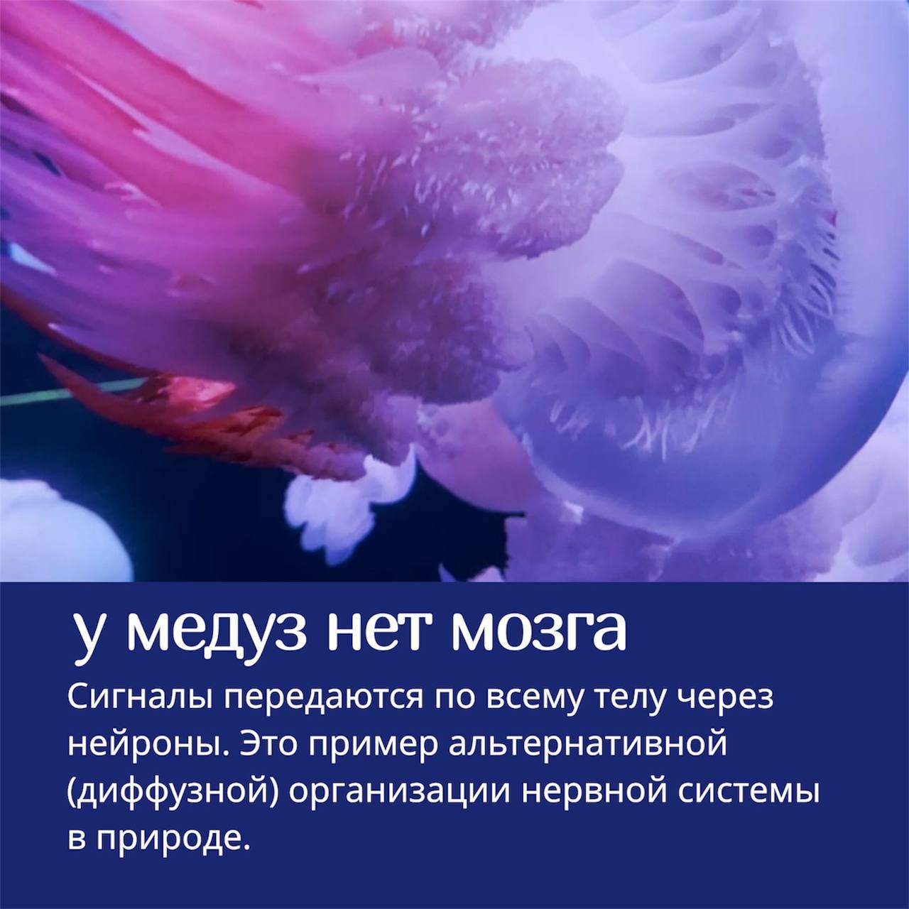 🪼Медузы — одни из самых необычных существ в океане