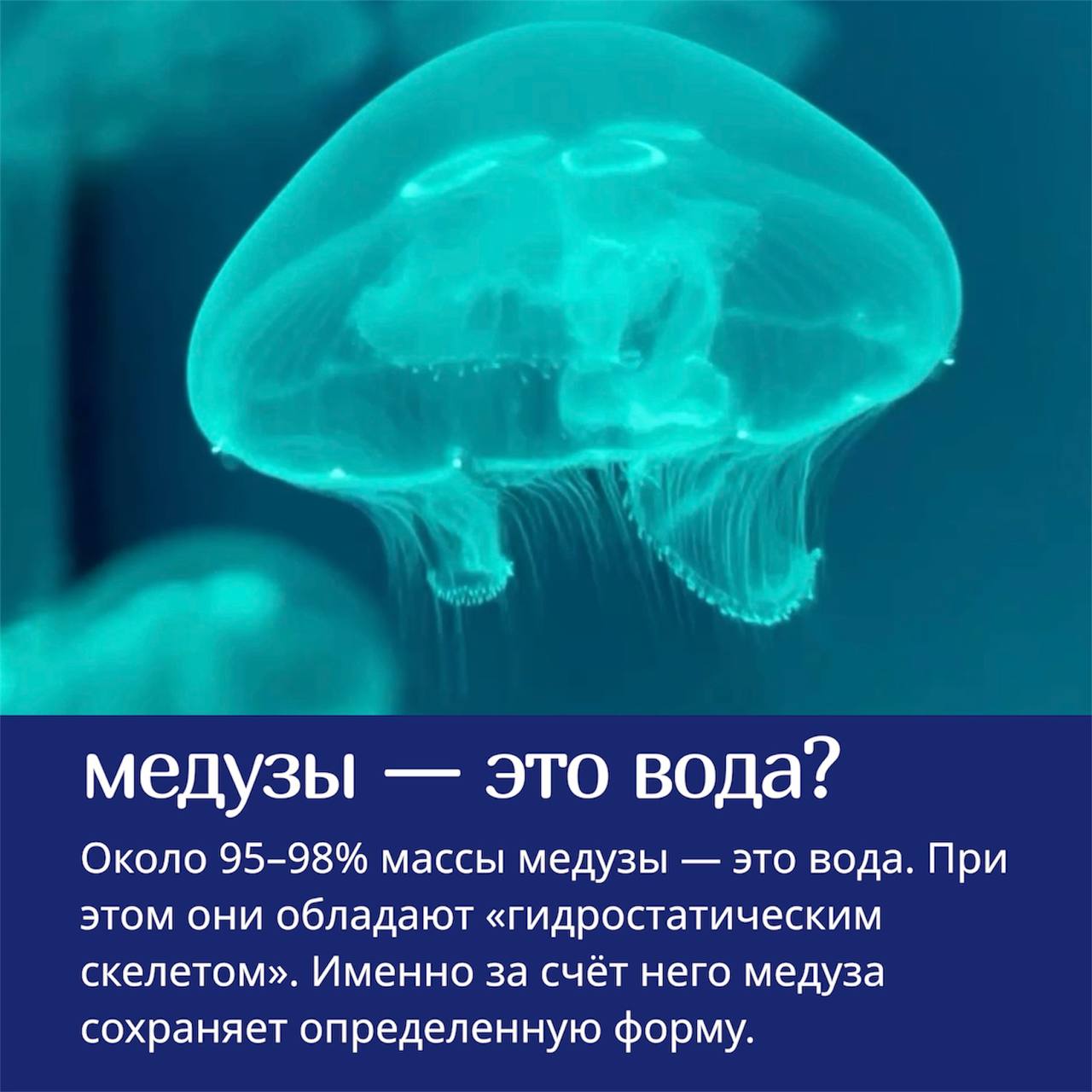 🪼Медузы — одни из самых необычных существ в океане