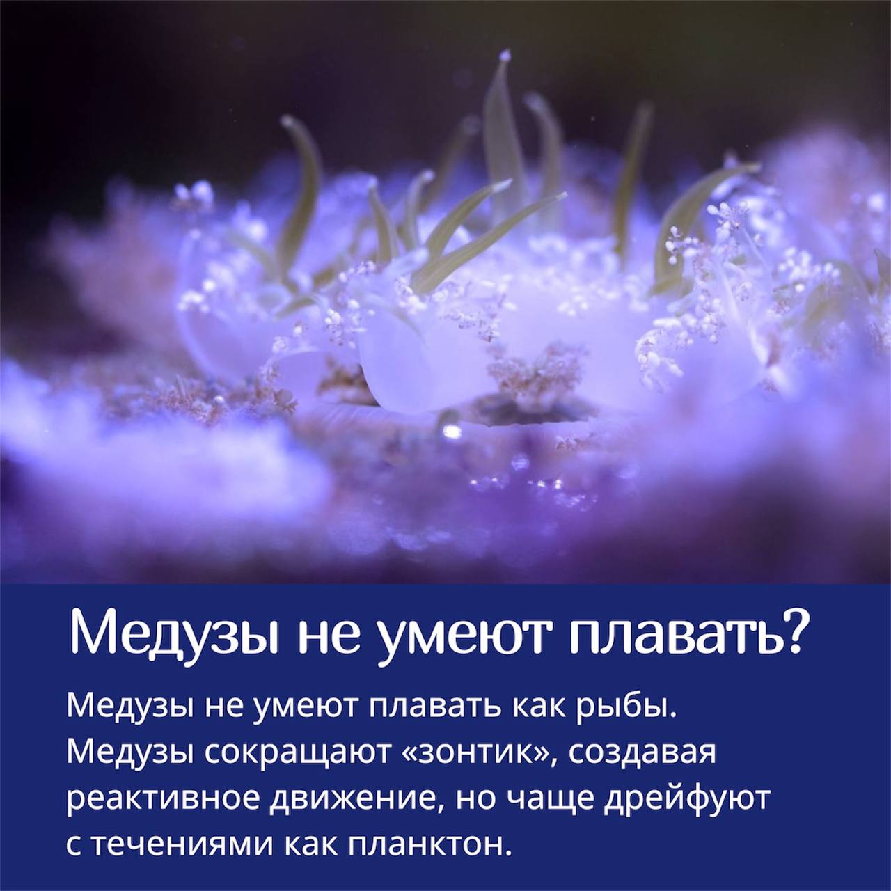 🪼Медузы — одни из самых необычных существ в океане