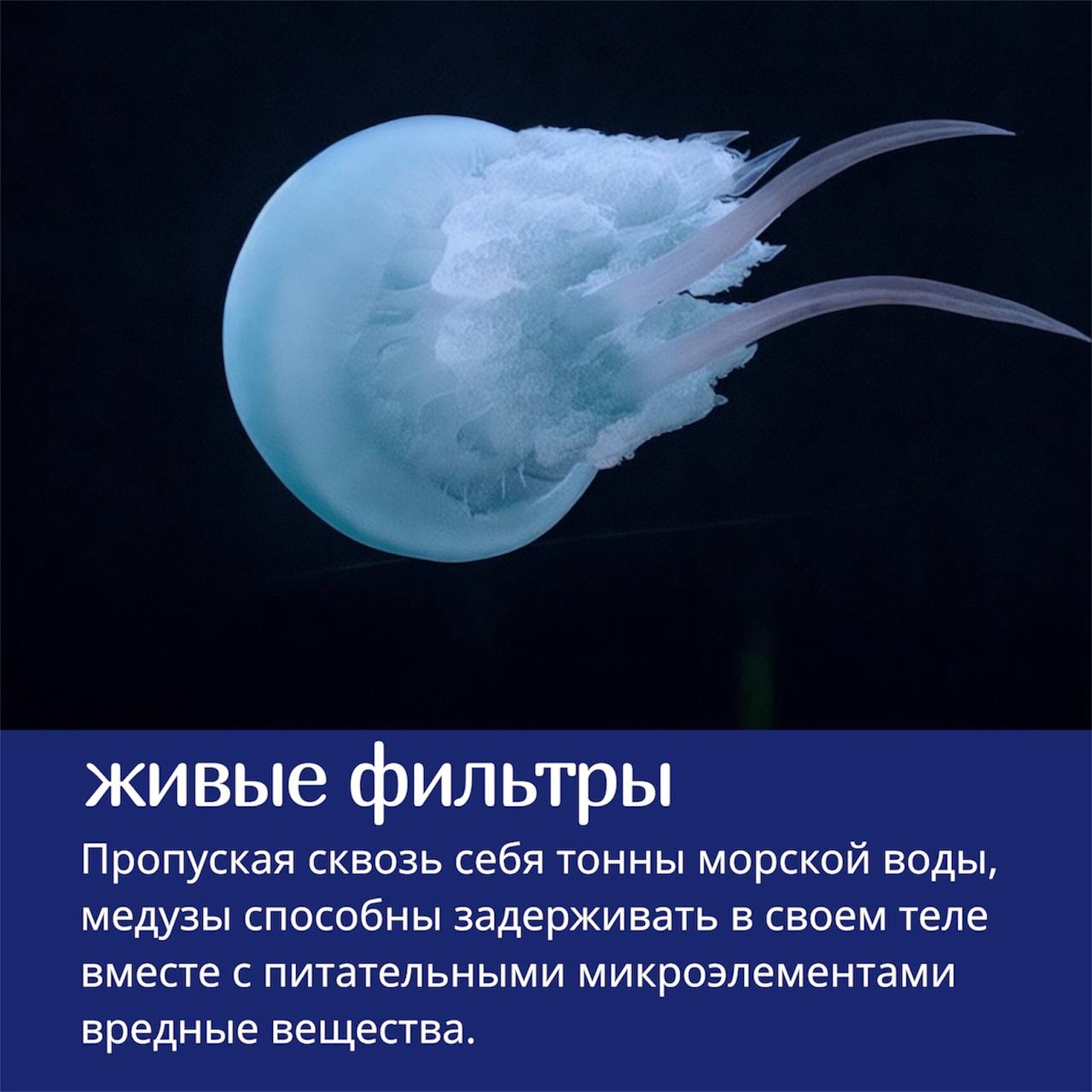 🪼Медузы — одни из самых необычных существ в океане