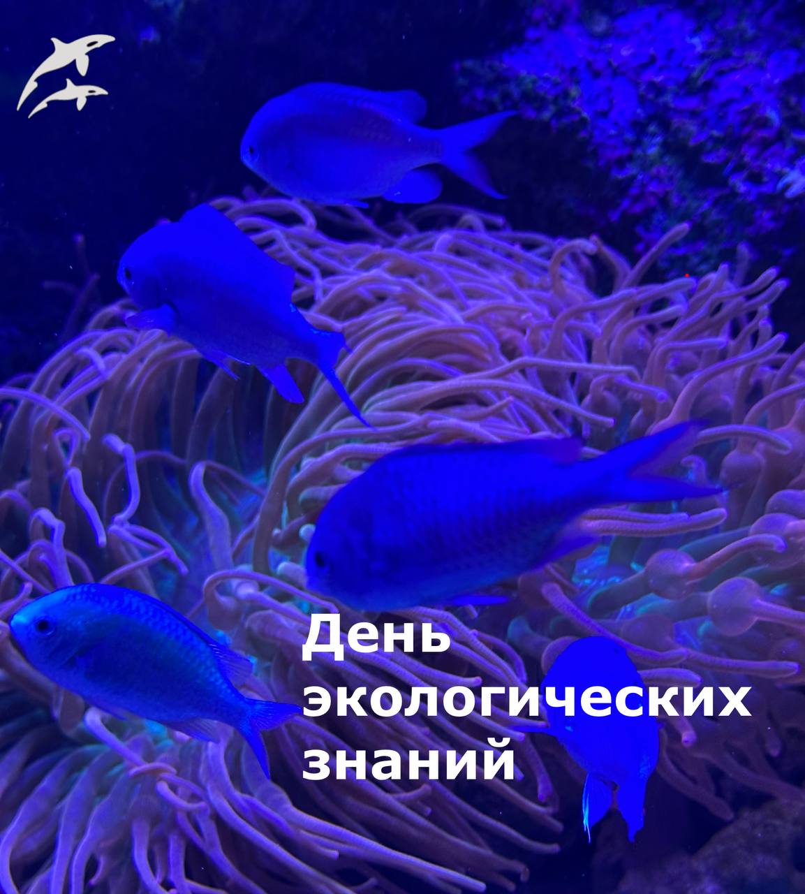 🌊Сегодня отмечается в День экологических знаний