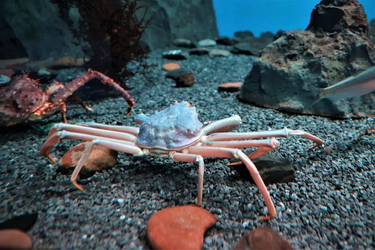 🦀Один из десяти тысяч: краб-стригун редкой окраски удивил даже биологов

Кра…