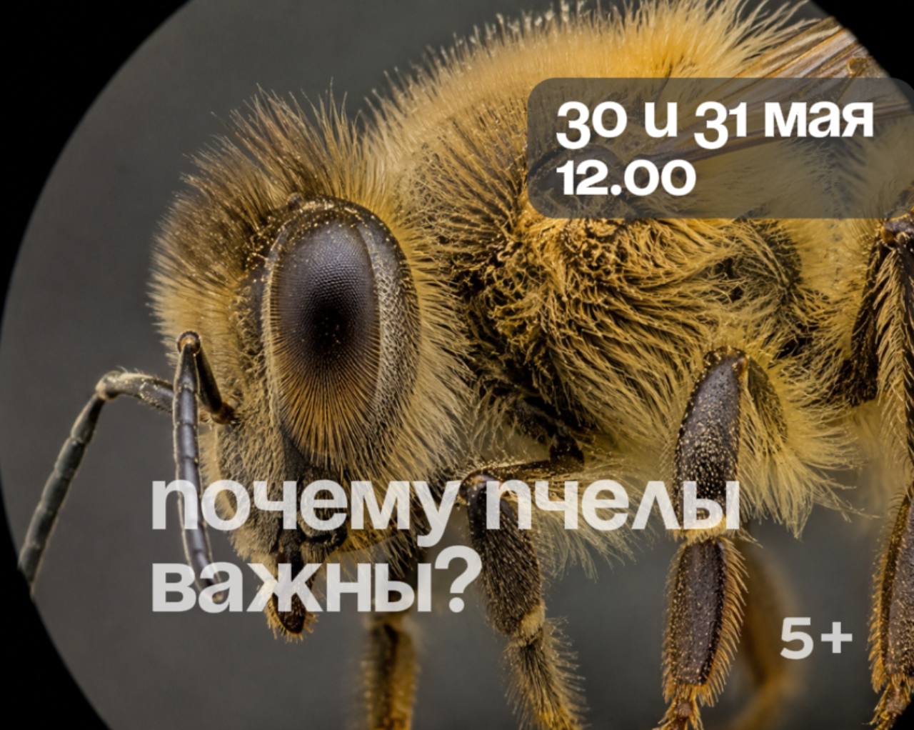 🐝Почему пчелы важны