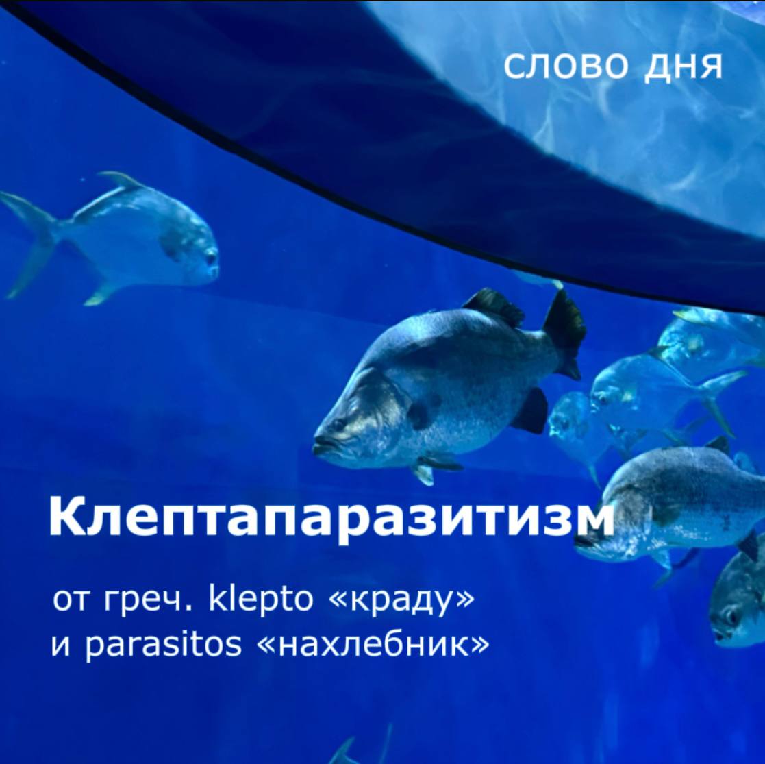 🤓А вы знали, что среди морских обитателей тоже есть воришки?

Клептапаразити…