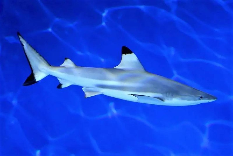 🦈 «Животное месяца» в июле — акула! И этот выбор неслучаен