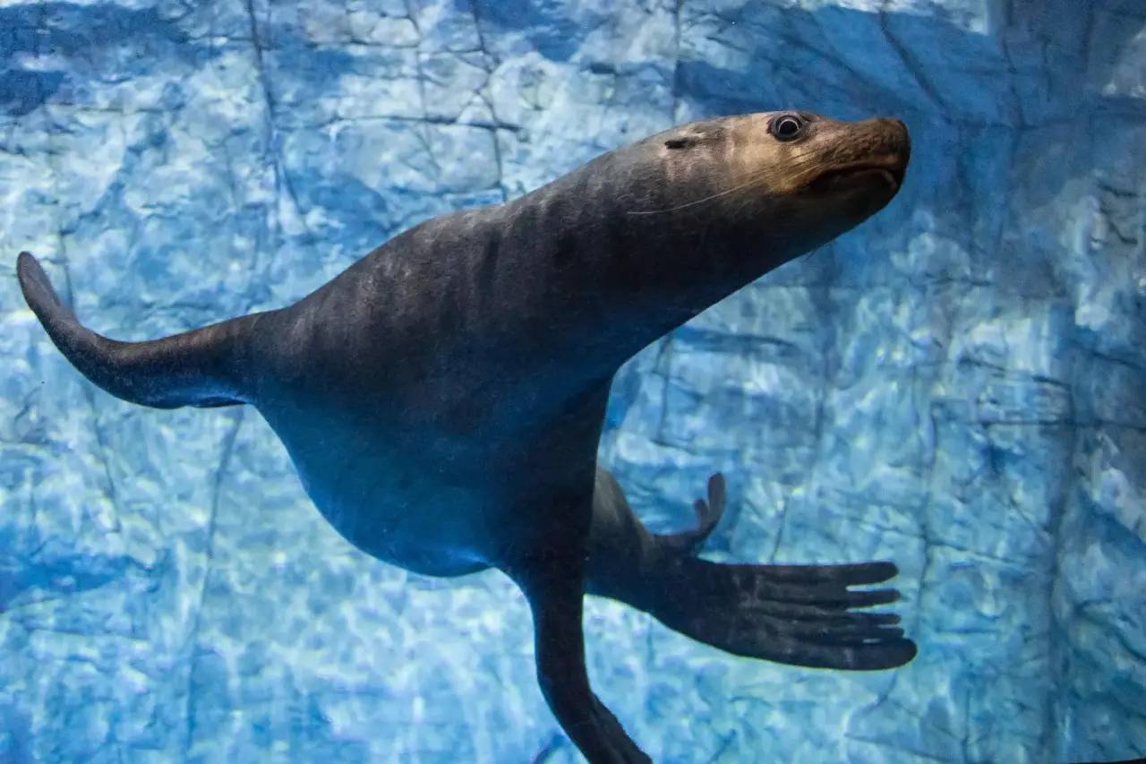 🐬В юбилейный год мы запускаем конкурс «Животное десятилетия»