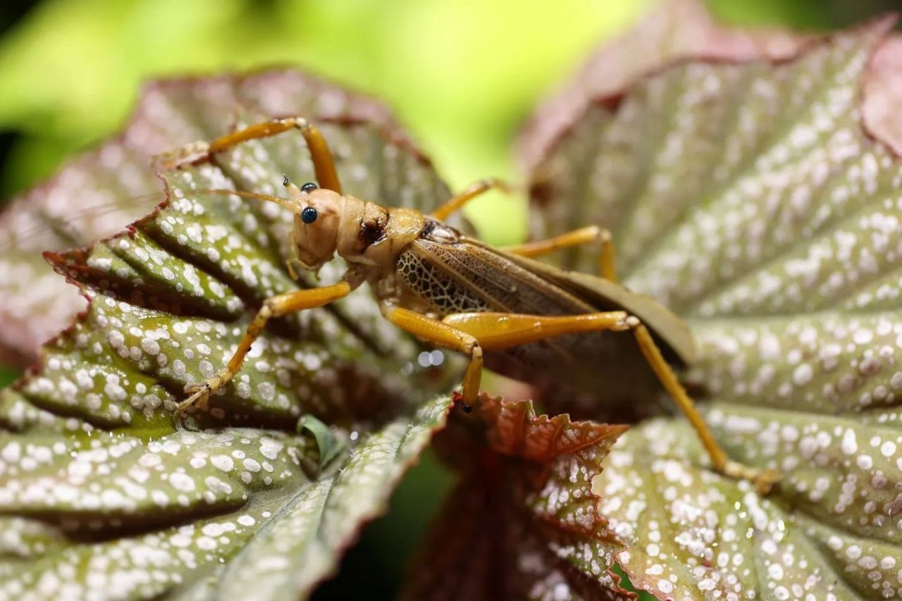 🦗Сетчатые кузнечики Гваделупы – новые обитатели «Тропического леса»

Эти нео…
