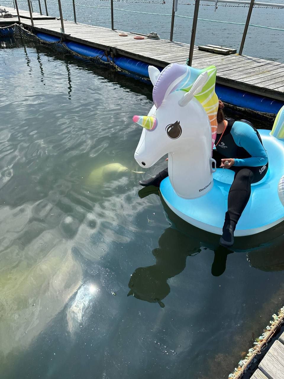 🦄Белухи играют с единорогами?

Да