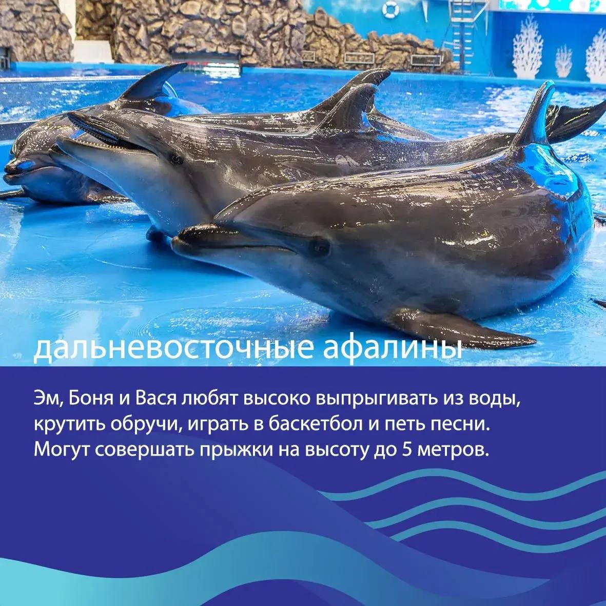 🐳Друзья, выбираем «Животное десятилетия»! 

Представляем наших животных в номинации «Усы, ласты, плавники»