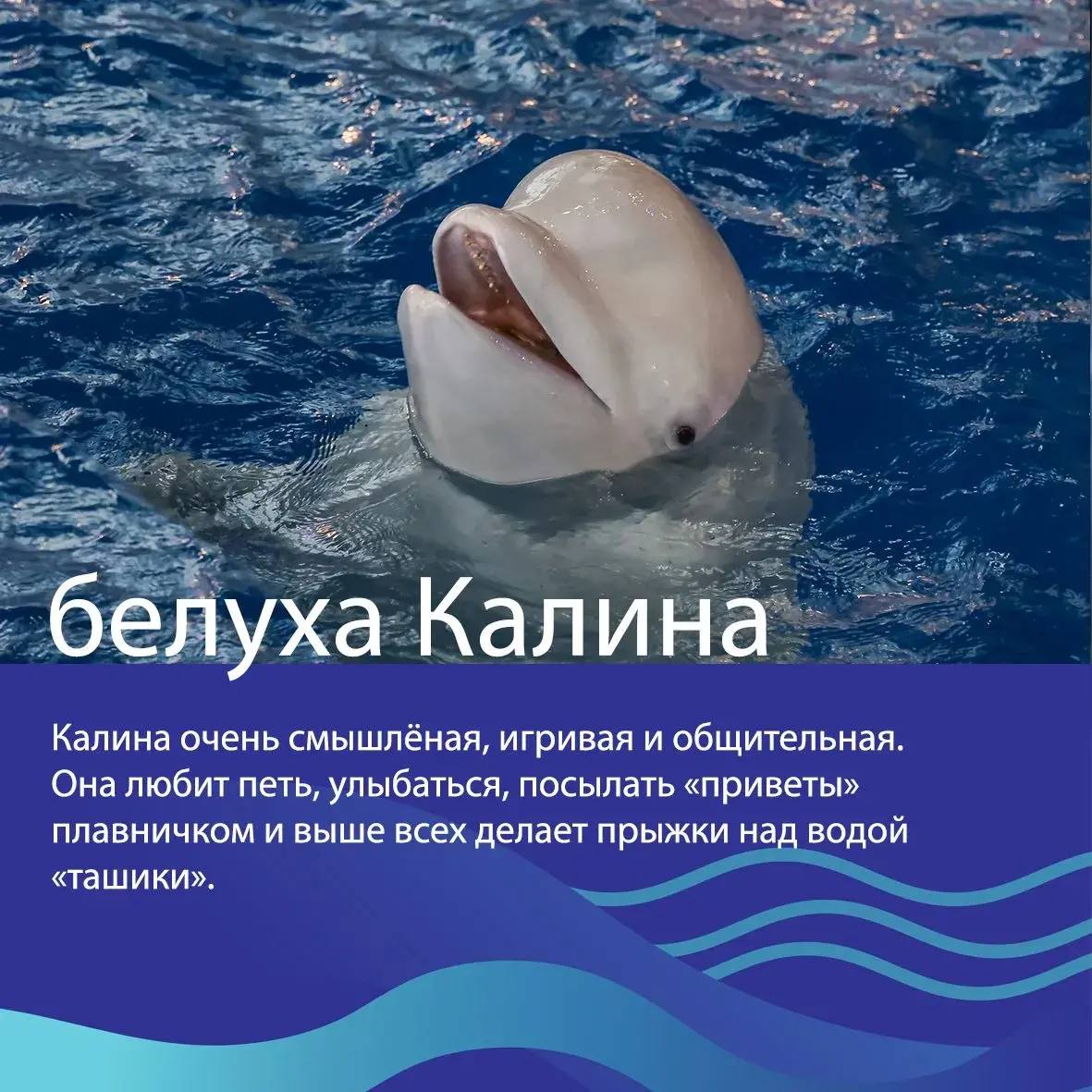 🐳Друзья, выбираем «Животное десятилетия»! 

Представляем наших животных в номинации «Усы, ласты, плавники»
