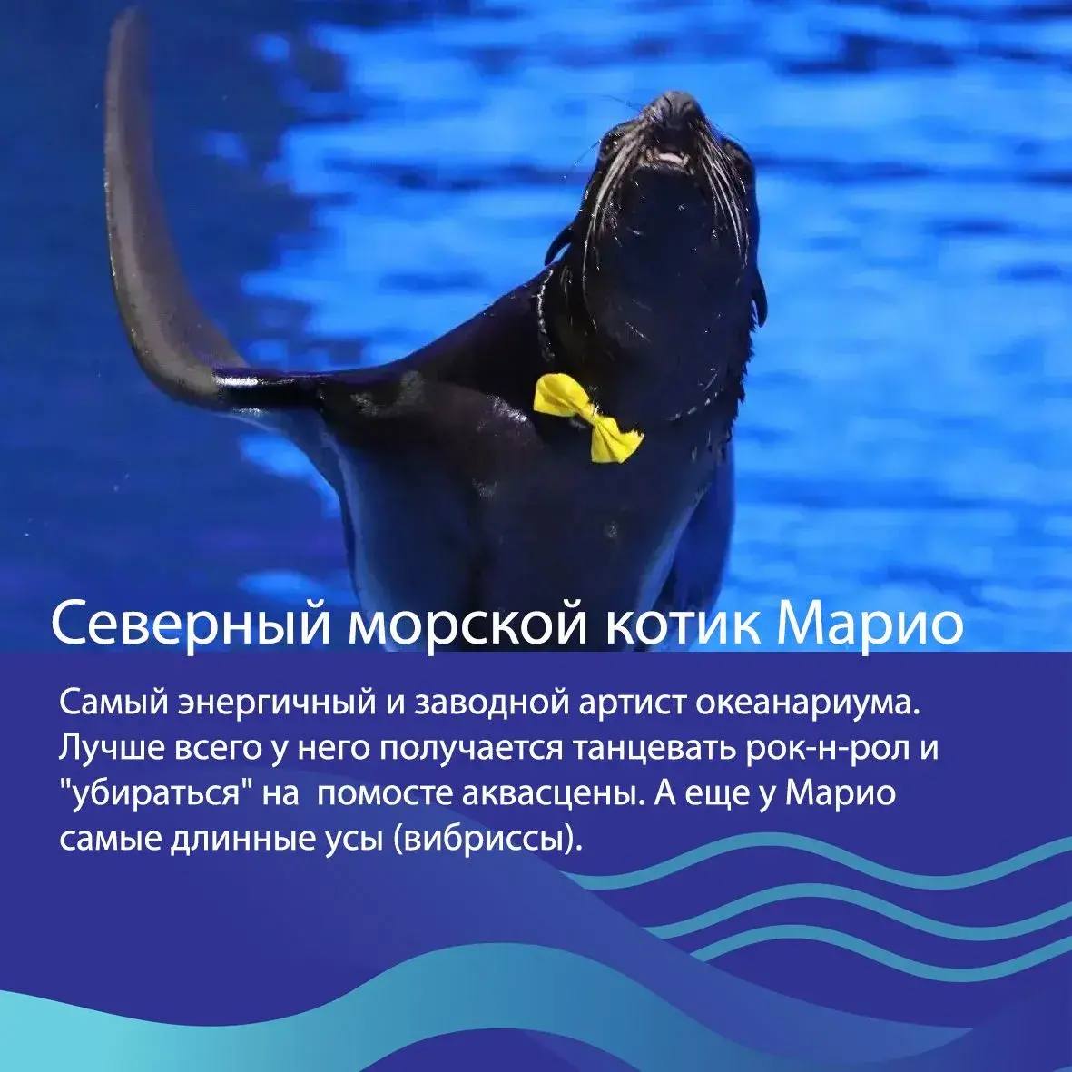 🐳Друзья, выбираем «Животное десятилетия»! 

Представляем наших животных в номинации «Усы, ласты, плавники»
