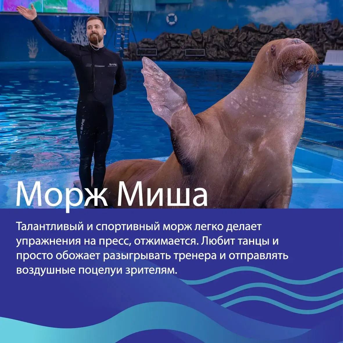 🐳Друзья, выбираем «Животное десятилетия»! 

Представляем наших животных в номинации «Усы, ласты, плавники»
