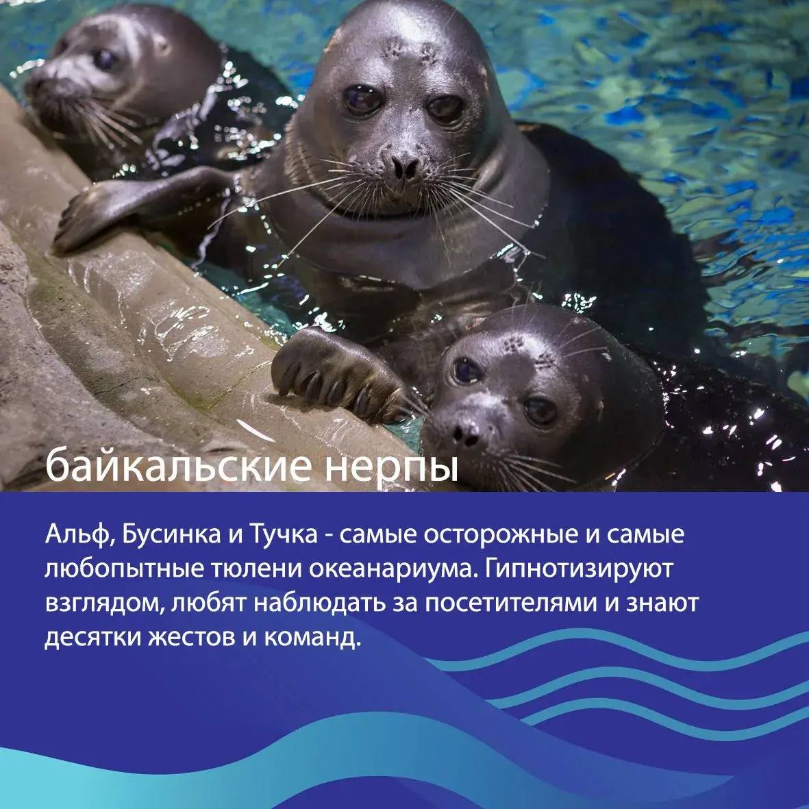 🐳Друзья, выбираем «Животное десятилетия»! 

Представляем наших животных в номинации «Усы, ласты, плавники»