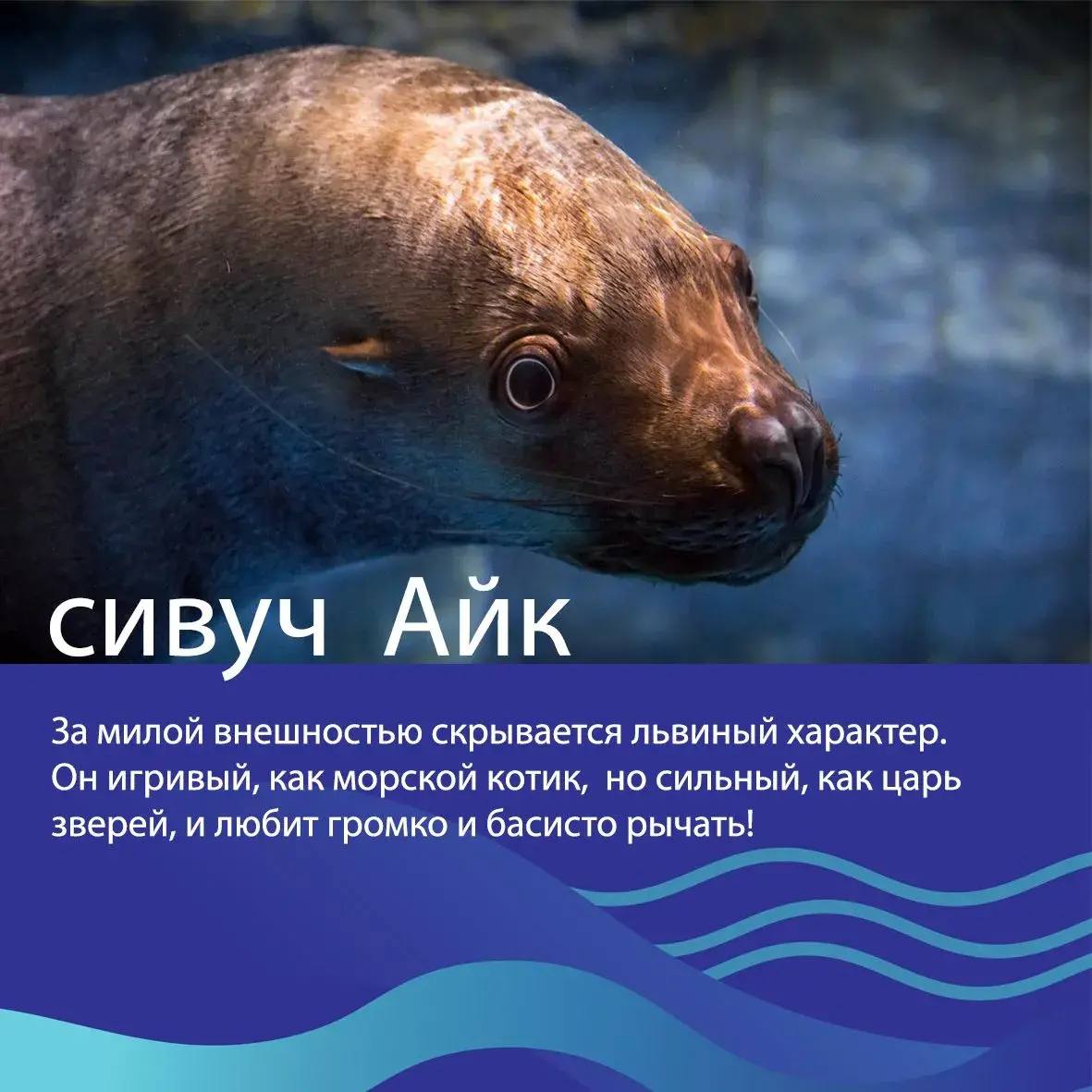 🐳Друзья, выбираем «Животное десятилетия»! 

Представляем наших животных в номинации «Усы, ласты, плавники»