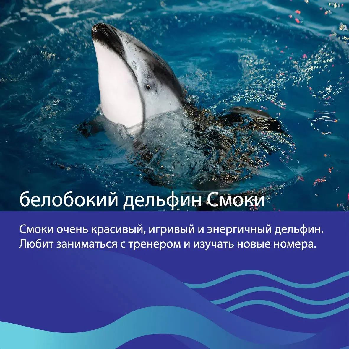 🐳Друзья, выбираем «Животное десятилетия»! 

Представляем наших животных в номинации «Усы, ласты, плавники»