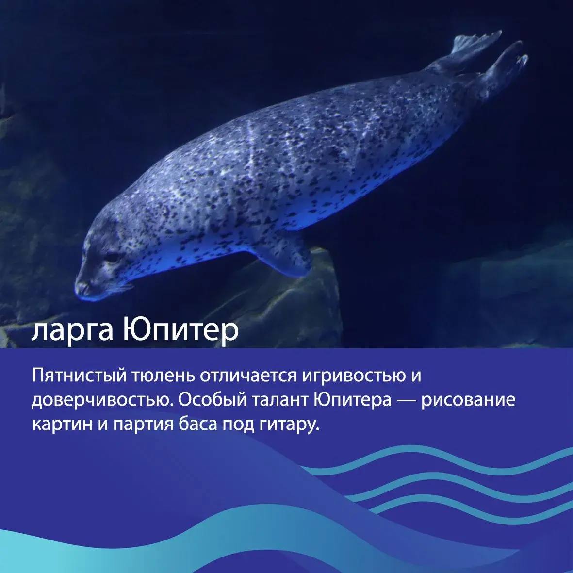 🐳Друзья, выбираем «Животное десятилетия»! 

Представляем наших животных в номинации «Усы, ласты, плавники»
