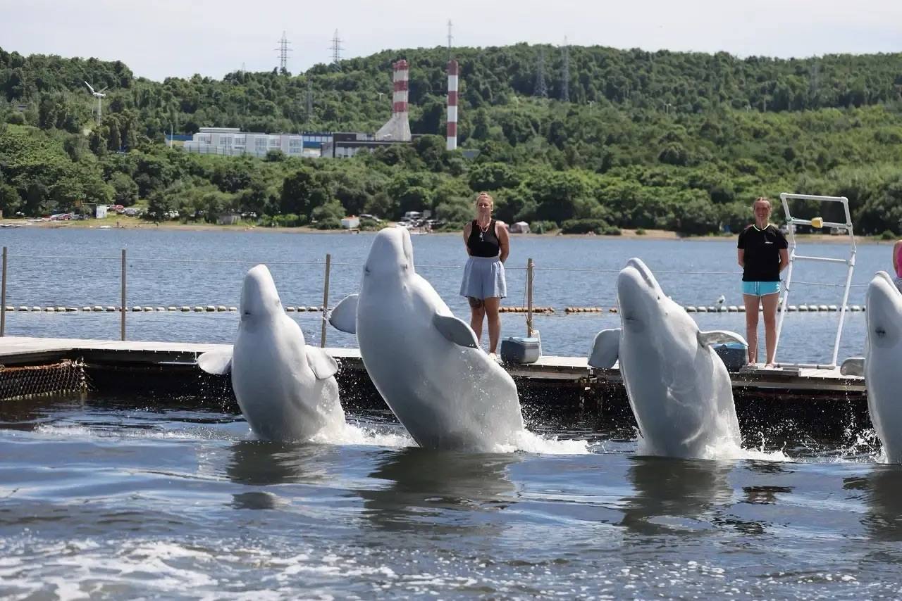 🐳❕ Внимание, еще один день в контакте с природой 

По вашим просьбам мы доб…
