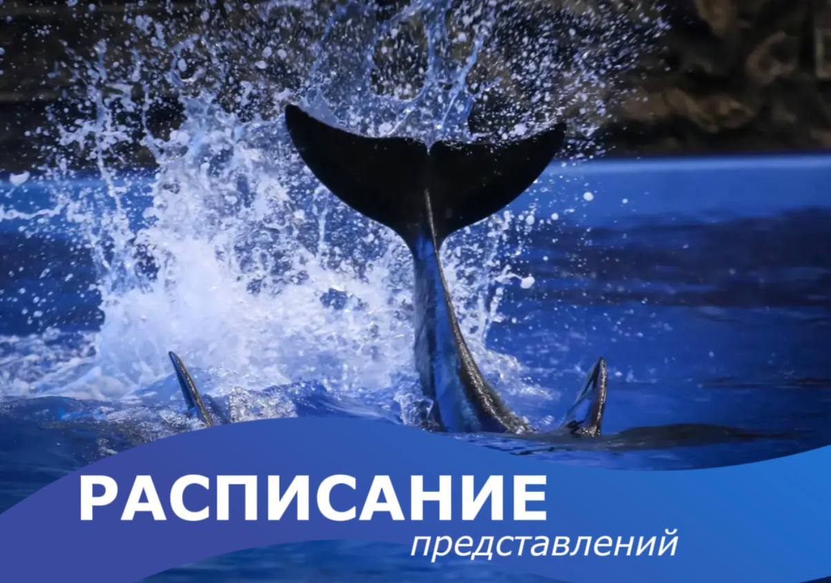 🐬Друзья, публикуем новое расписание работы дельфинария:

• с 1 по 31 августа…