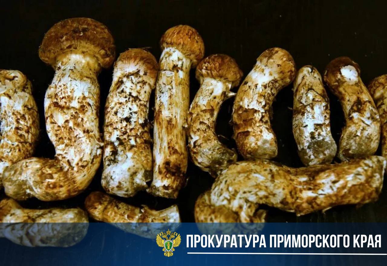 В Приморье суд рассмотрит уголовное дело о незаконном обороте особо ценных гр…